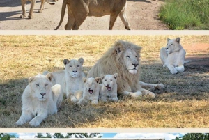 Lion Park Tour in Open Safari Vehicle