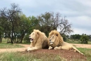 Lion Park Tour in Open Safari Vehicle