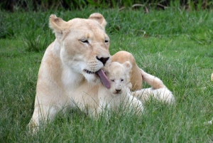 Passeio pelo Lion Park em veículo aberto de safári