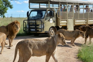Excursión al Parque de los Leones en Vehículo Safari Abierto