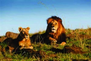 Tour por el Lion & Safari Park