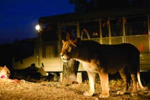 Tour por el Lion & Safari Park