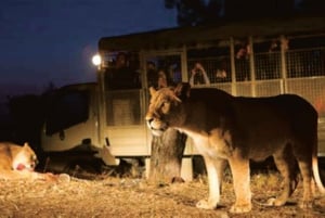 Excursion au Lion & Safari Park