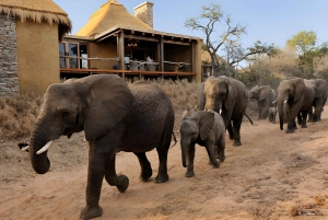 Luxury 4 Day Kruger Park all Inclusive Safari from Joburg!