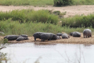 Luxury 4 Day Kruger Park all Inclusive Safari from Joburg!