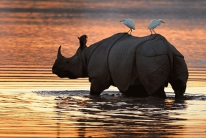 Safari de luxo: Cataratas Vitória, Chobe e Moremi em 9 dias