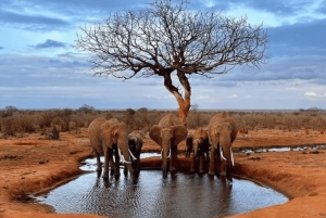 Safari de luxo: Cataratas Vitória, Chobe e Moremi em 9 dias