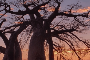 Safari de luxo: Cataratas Vitória, Chobe e Moremi em 9 dias