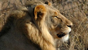Madikwe Game Reserve