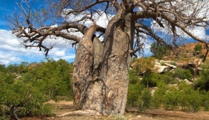 Mapungubwe National Park