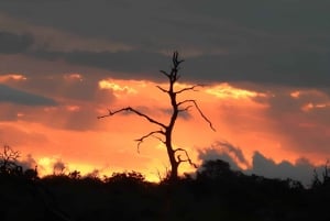 Mid-Range 5 Day all-inclusive Kruger& Panorama Tour from JHB