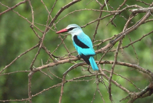 Passeio de vários dias pelo Parque Nacional Kruger a partir de Joanesburgo