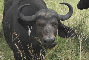 Passeio de vários dias pelo Parque Nacional Kruger a partir de Joanesburgo