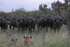 Mellanklass flerdagstur i Kruger & Panorama från Johannesburg