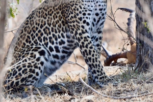 Mellanklass flerdagstur i Kruger & Panorama från Johannesburg