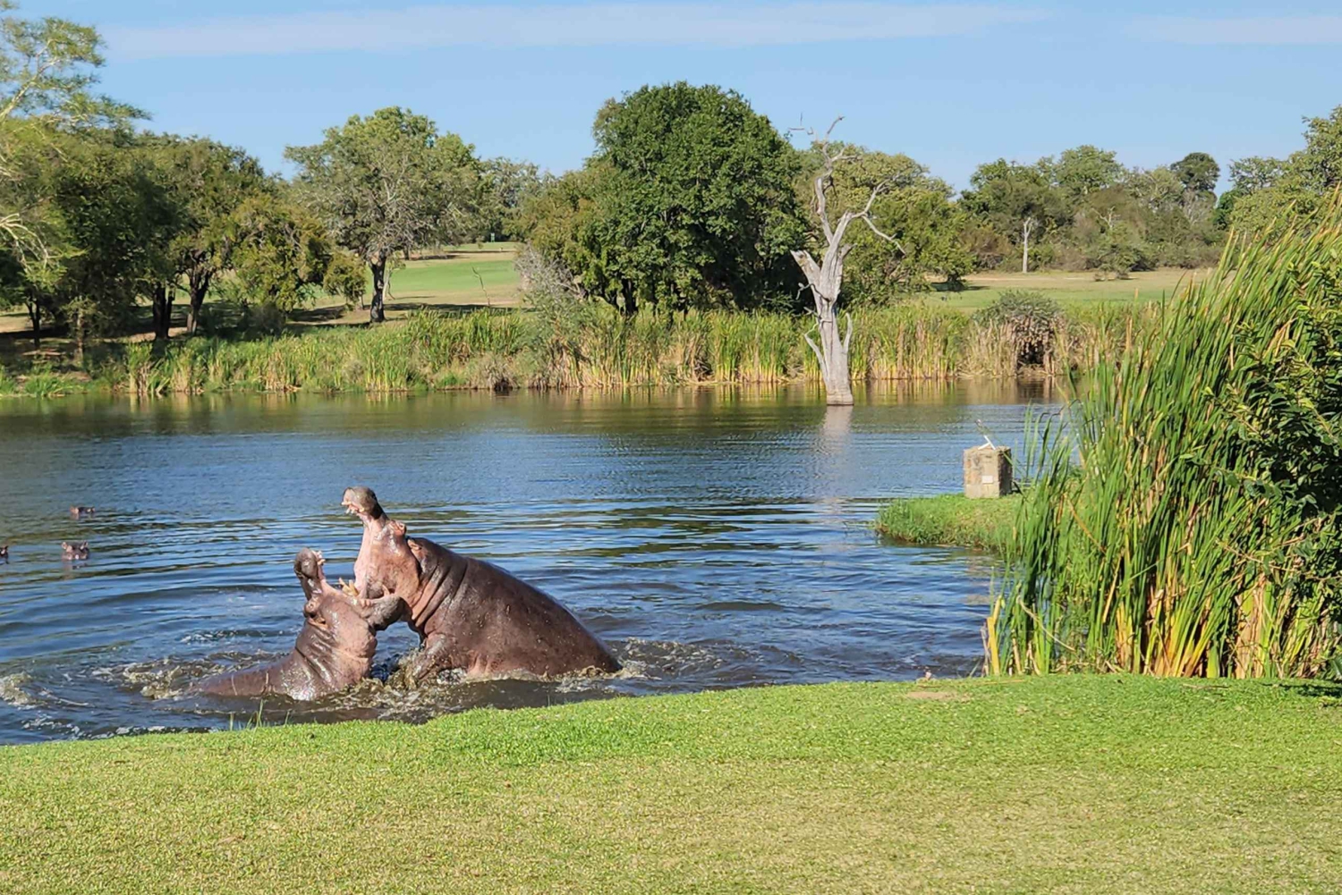 Flerdagestur med golf og safari i Kruger Park fra Johannesburg