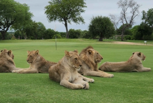 Flerdagestur med golf og safari i Kruger Park fra Johannesburg