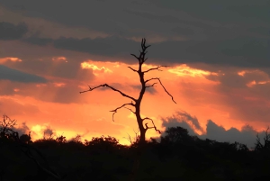 Flerdagestur med golf og safari i Kruger Park fra Johannesburg