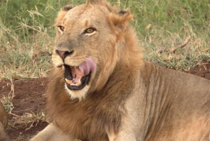 Flerdagestur med golf og safari i Kruger Park fra Johannesburg