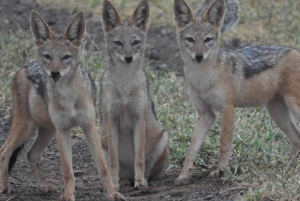 Flerdagestur med golf og safari i Kruger Park fra Johannesburg