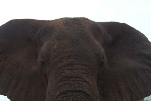 Flerdagestur med golf og safari i Kruger Park fra Johannesburg