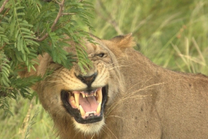 Flerdagestur med golf og safari i Kruger Park fra Johannesburg