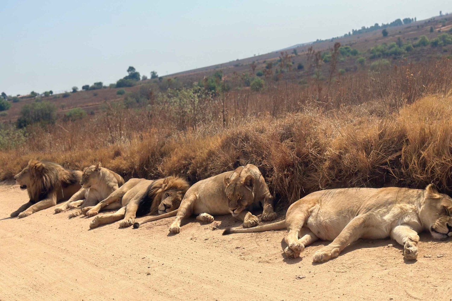 Eintägige Tour im Kruger-Nationalpark: Start in Johannesburg