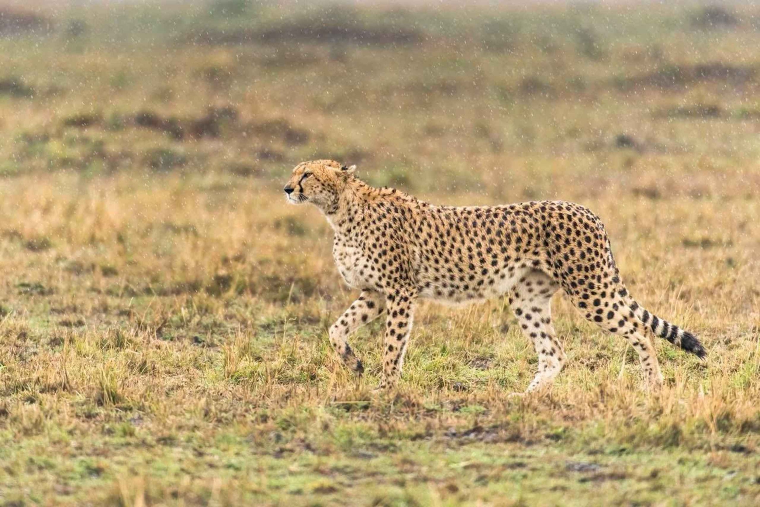 Yhden päivän retki Krugerin kansallispuistoon: Aloita Johannesburgista