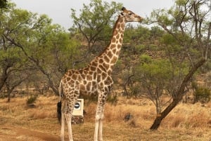 Eintägige Tour im Kruger-Nationalpark: Start in Johannesburg