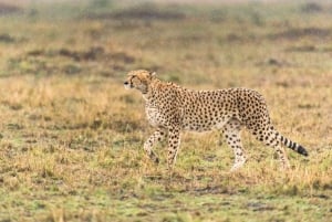 Eintägige Tour im Kruger-Nationalpark: Start in Johannesburg