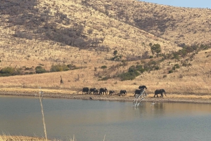 Eintägige Tour im Kruger-Nationalpark: Start in Johannesburg