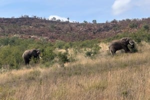 Eintägige Tour im Kruger-Nationalpark: Start in Johannesburg