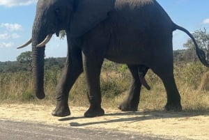 Eintägige Tour im Kruger-Nationalpark: Start in Johannesburg