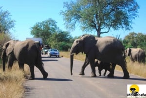 From Johannesburg: 3-Day Kruger National Park Tented Safari