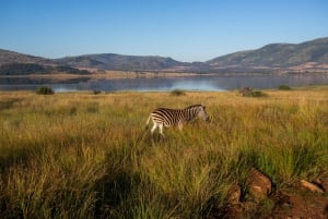 Pilanesberg: 2 Day 3-Star Pilanesberg Safari
