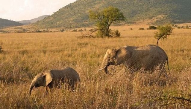 Pilanesberg and Black Rhino Reserve