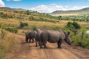 Pilanesberg Budget Safari