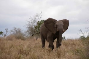 Safari de un día en Pilanesberg con salida desde Johannesburgo