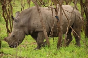 Safari de un día en Pilanesberg con salida desde Johannesburgo