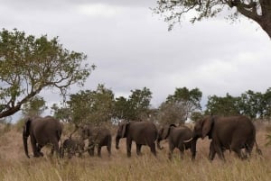 Safari de un día en Pilanesberg con salida desde Johannesburgo