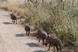 Safari de un día en Pilanesberg con salida desde Johannesburgo