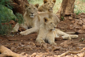 Pilanesberg: Avventura safari di un giorno intero da Johannesburg