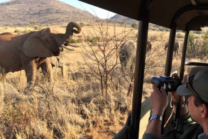 Pilanesbergin koko päivän jaettu safarikierros Sun Cityn vierailulla
