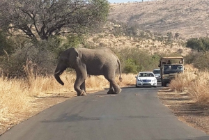 Pilanesbergin koko päivän jaettu safarikierros Sun Cityn vierailulla