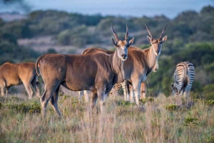 Pilanesberg Wildreservat Ganztages-Safari