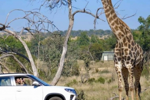 Pilanesberg Wildreservat Ganztages-Safari