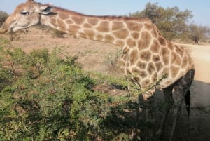 Pilanesberg Game reserve safari with pickup in Johannesburg