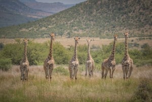 Pilanesberg: Open-Vehicle Safari