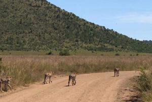 Pilanesberg: Open-Vehicle Safari