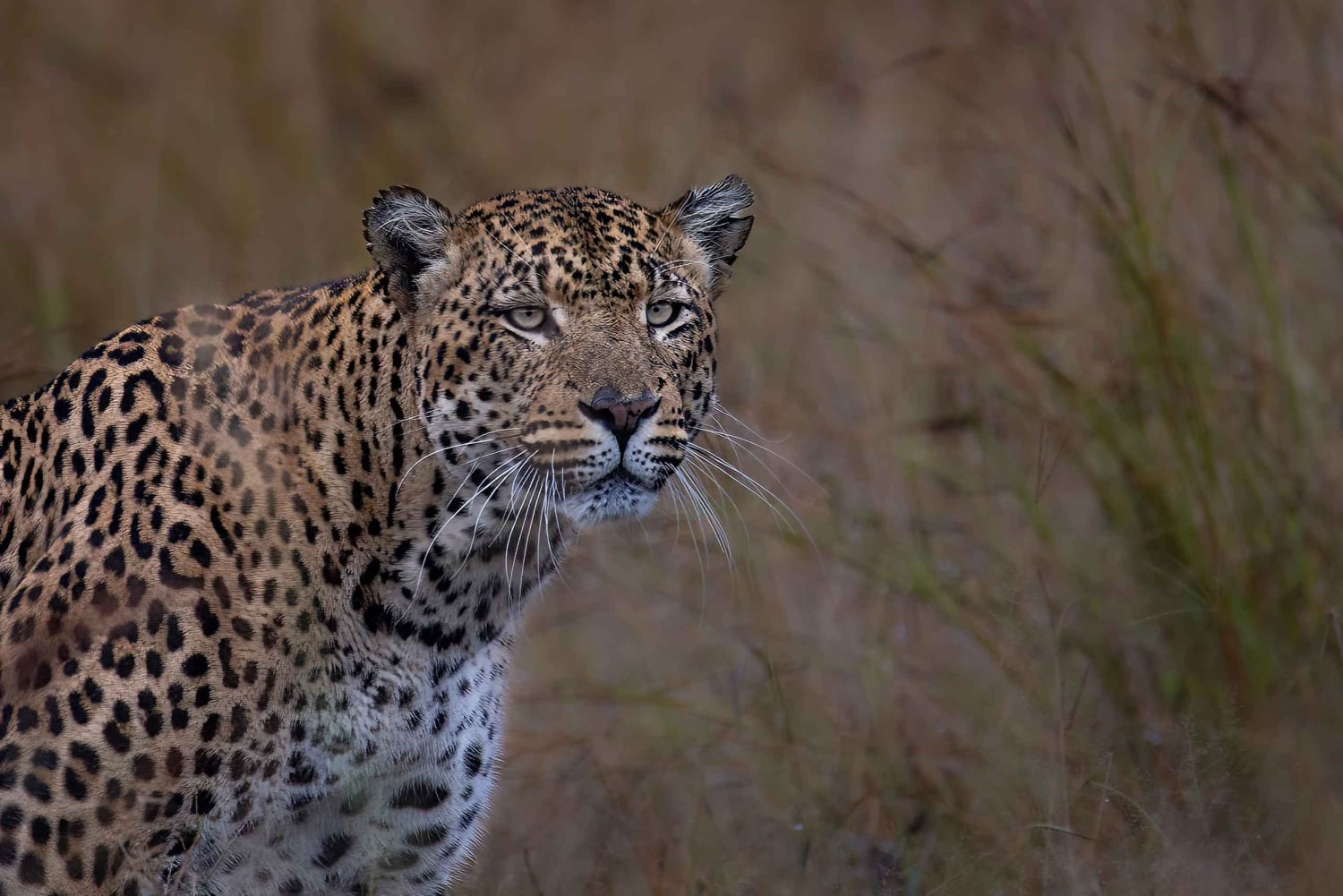 Safari Pilanesberg Prestige